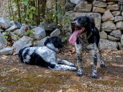 La responsabile, accompagnata dai suoi giocosi cagnolini, ci guida nel rigoglioso giardino circostante...